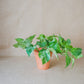 planta de interior, scindapsus marble queen, da empresa especializada em garden design e plant styling, curae