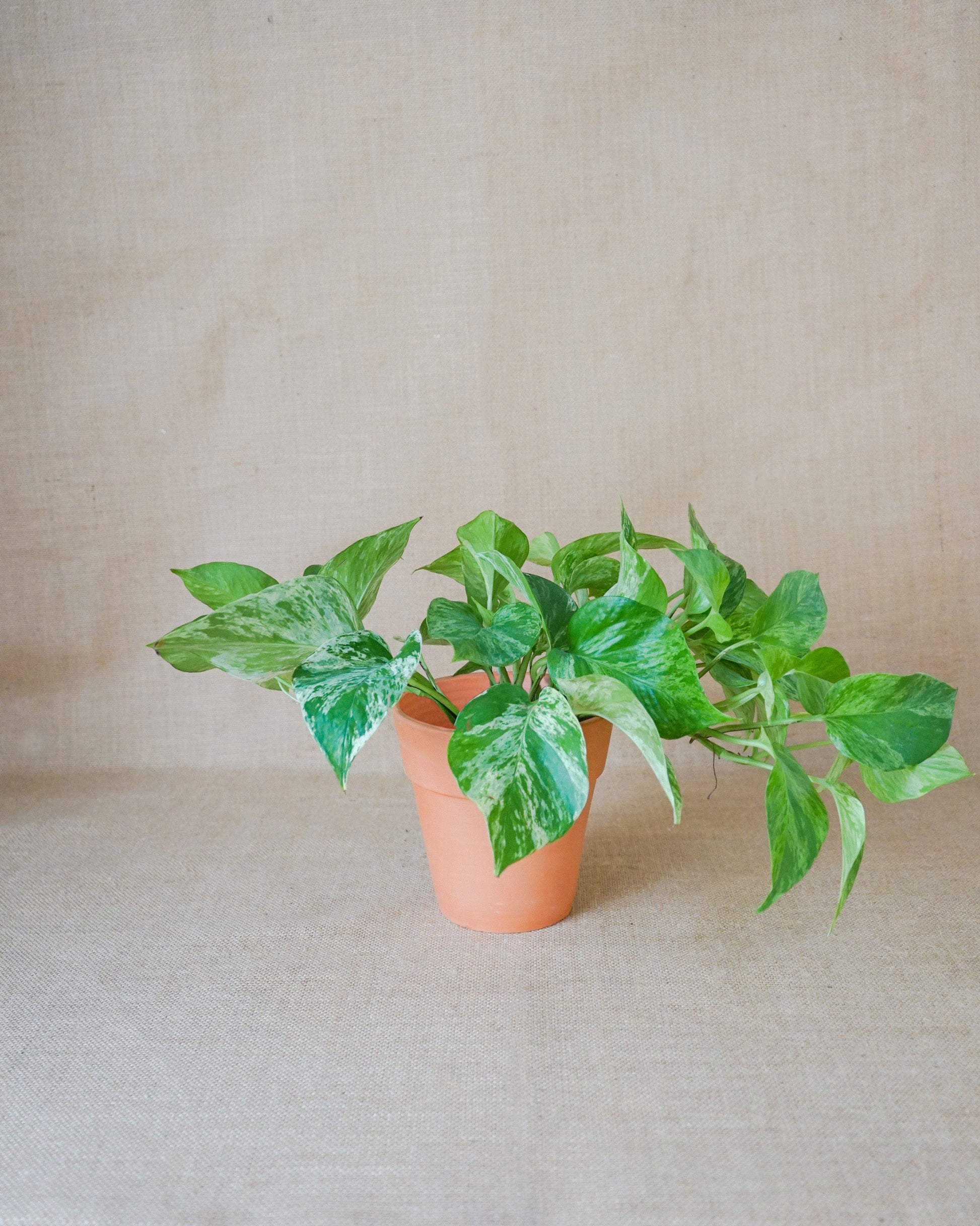 planta de interior, scindapsus marble queen, da empresa especializada em garden design e plant styling, curae