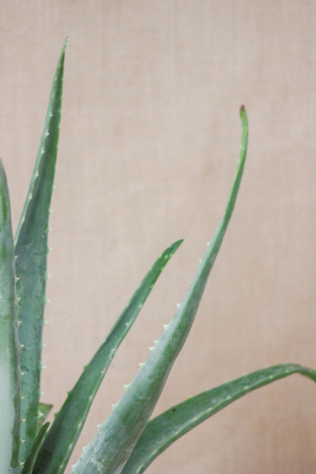 aloe vera em vaso de barro da loja de plantas em lisboa, curae