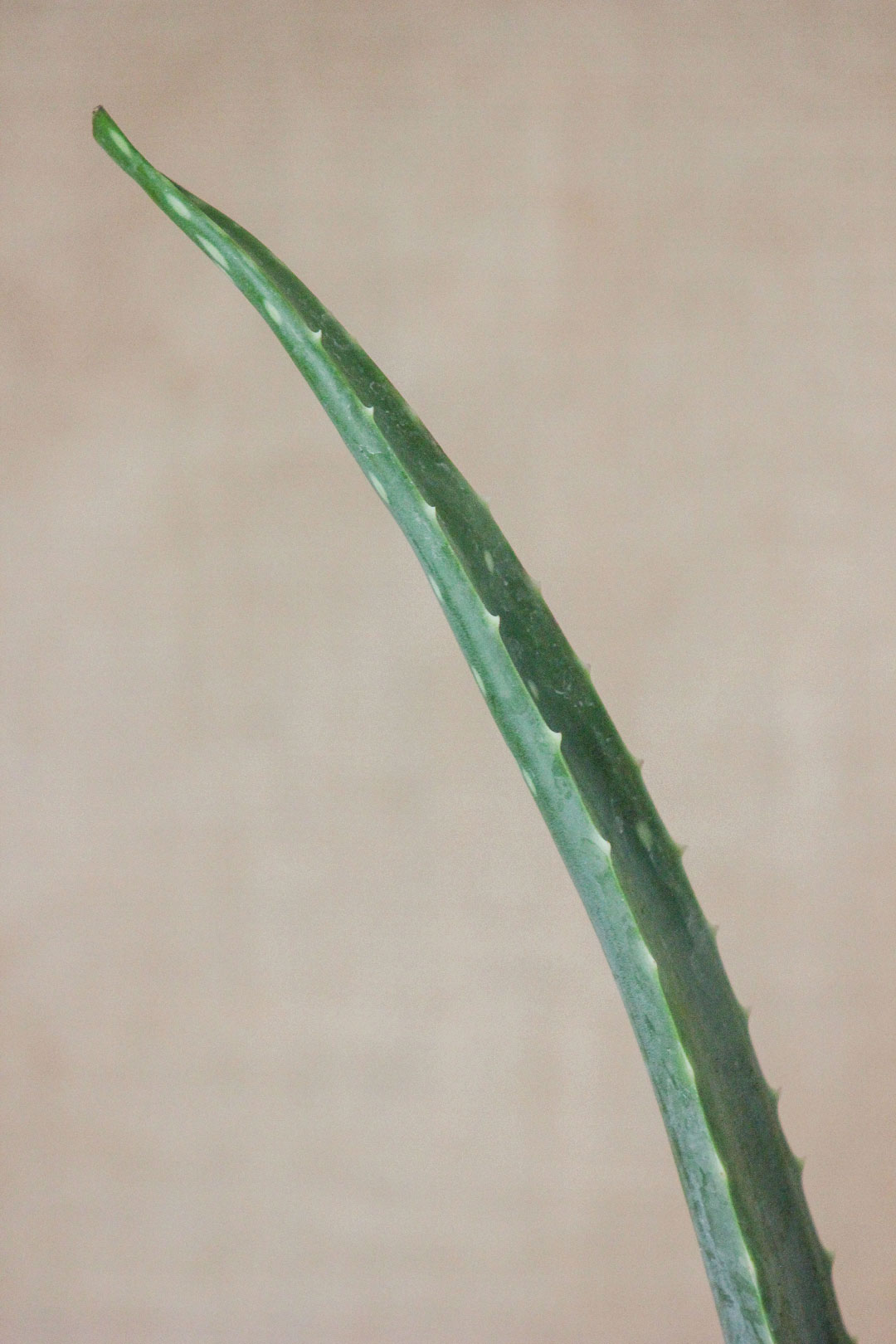 aloe vera em vaso de barro da loja de plantas em lisboa, curae