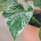 viplant oeiras