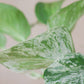 planta de interior, scindapsus marble queen, da empresa especializada em garden design e plant styling, curae