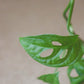 monstera andasoni, conhecida como monstera monkey ou cheese/queijo, da loja de plantas em lisboa curae