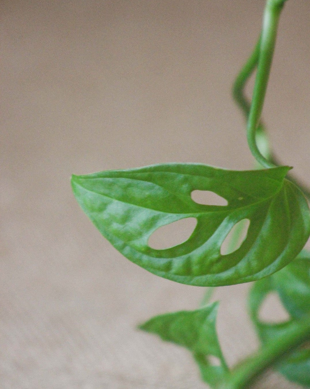 monstera andasoni, conhecida como monstera monkey ou cheese/queijo, da loja de plantas em lisboa curae