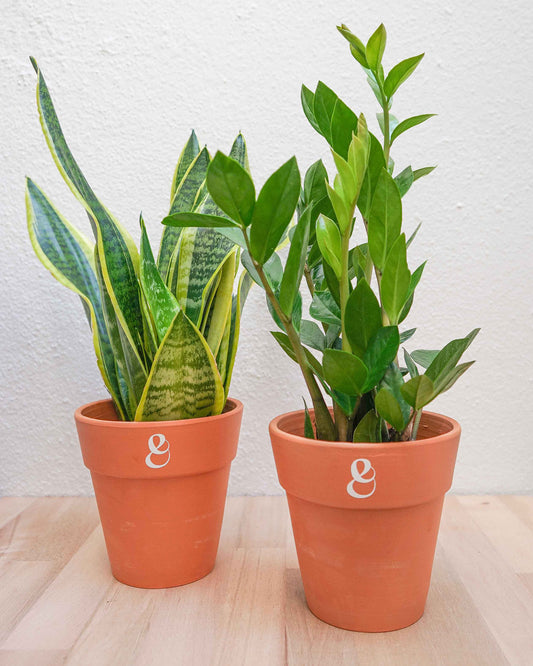 planta de interior, sansevieria e zamioculcas, da empresa especializada em paisagismo e design de interiores, curae