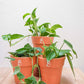 plantas suspensas, entre elas-epipremnum-scindapsus-philodendron