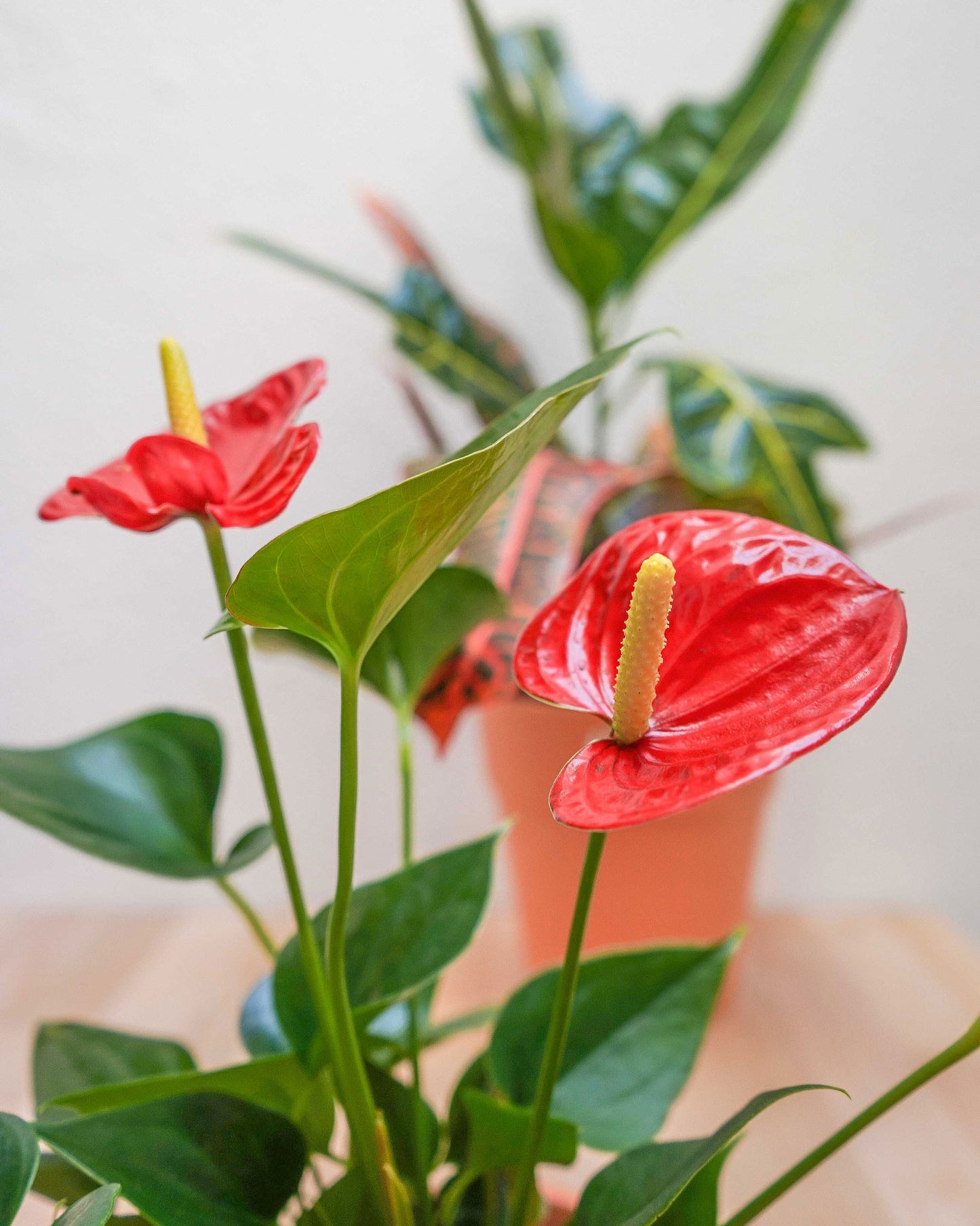 antúrio vermelho da loja de plantas online curae