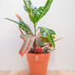 croton, planta codiaeum, planta de interior, da empresa especializada em paisagismo e design de interiores, curae