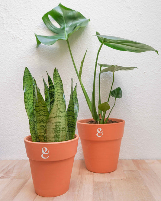 monstera deliciosa e sansevieria espada de sao Jorge, em vaso de barro, da loja online e florista curae