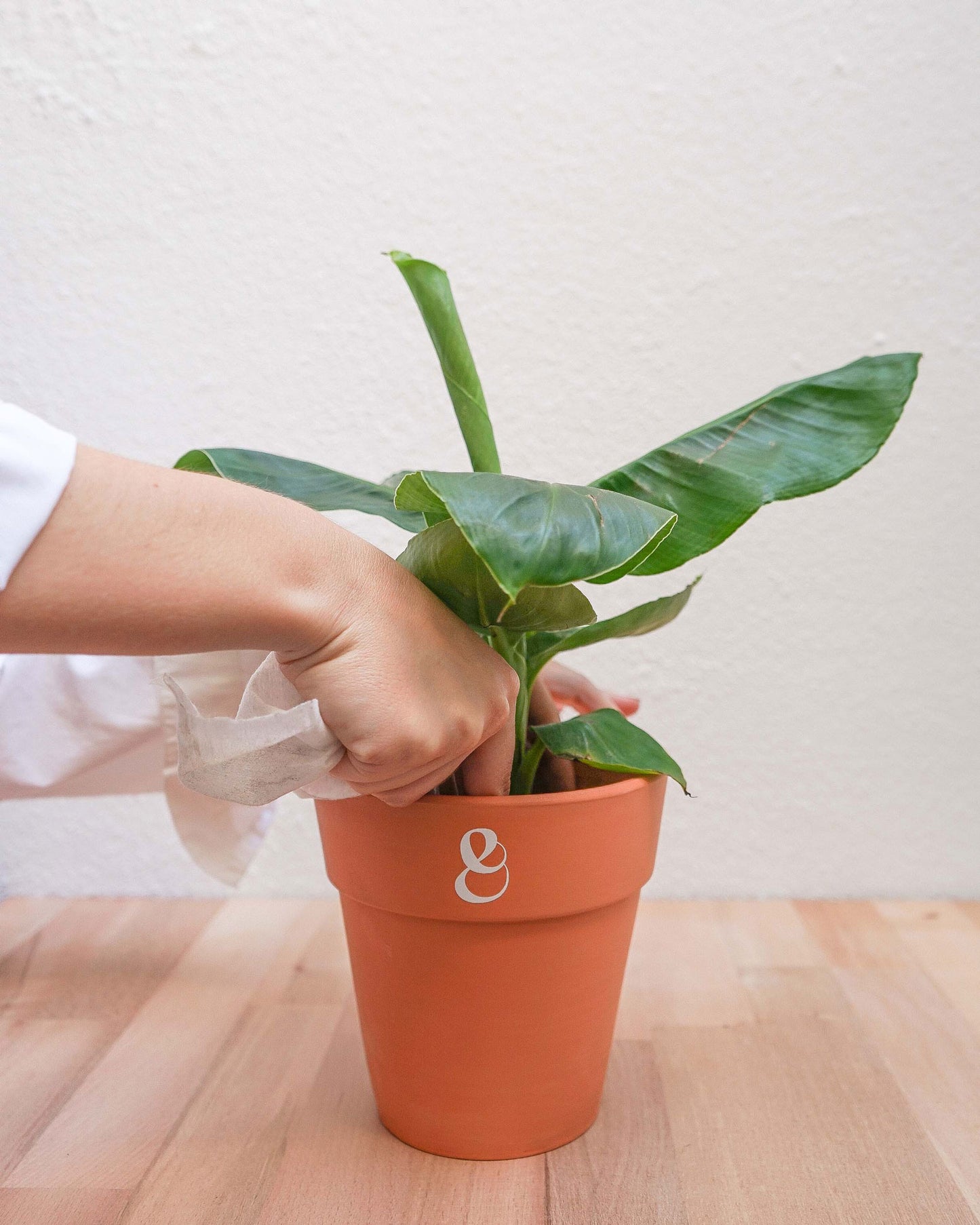 planta bananeira, planta musa em vaso, da loja de plantas em lisboa curae