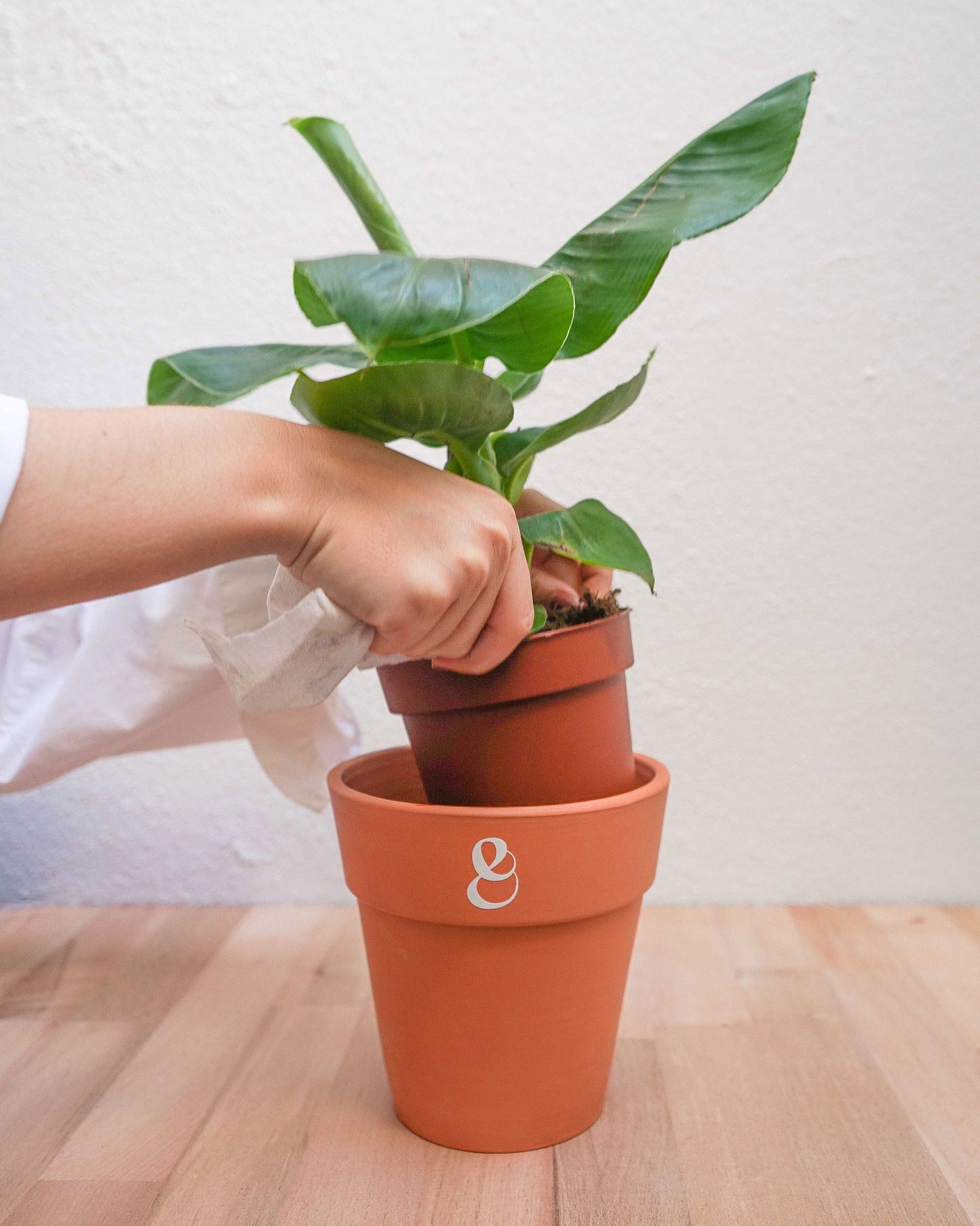 planta bananeira, planta musa em vaso, da loja de plantas em lisboa curae