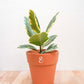 Ficus tineke, árvore da borracha, em vaso de barro, da loja de plantas e arquitetura paisagista, curae