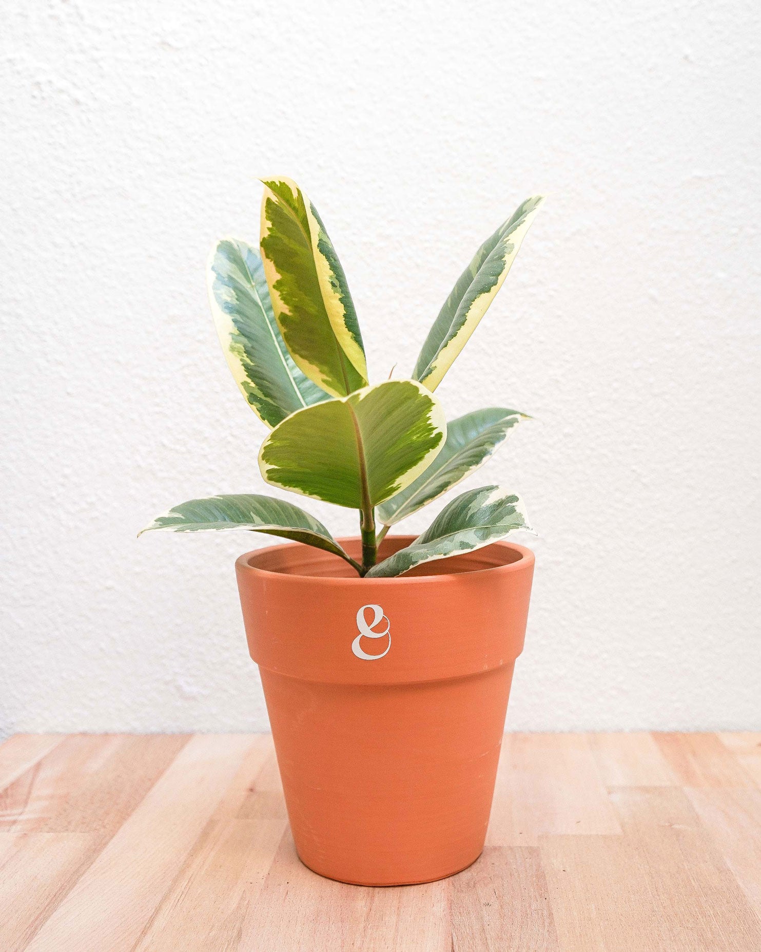 Ficus tineke, árvore da borracha, em vaso de barro, da loja de plantas e arquitetura paisagista, curae