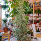 ficus-benjamina