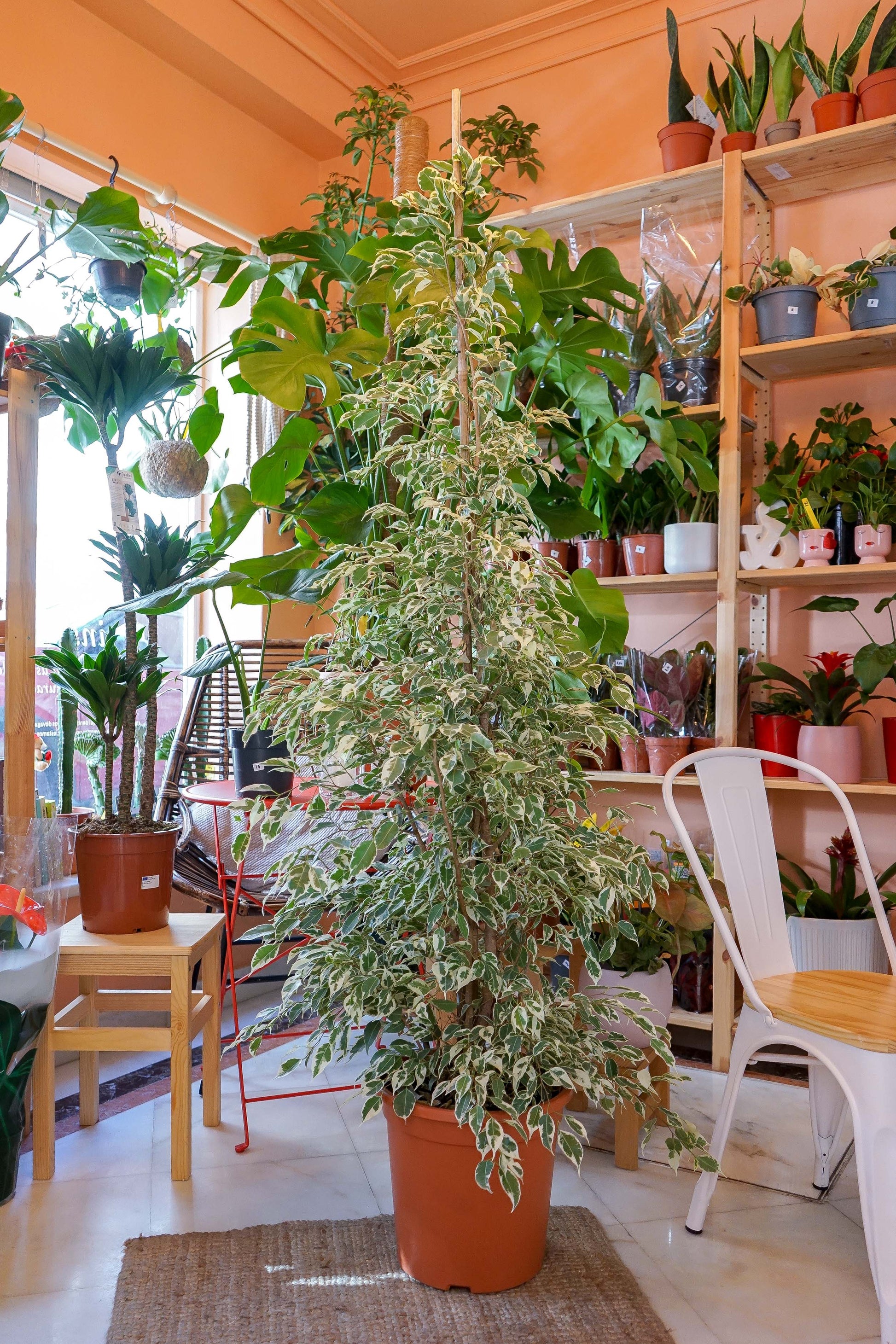 ficus-benjamina