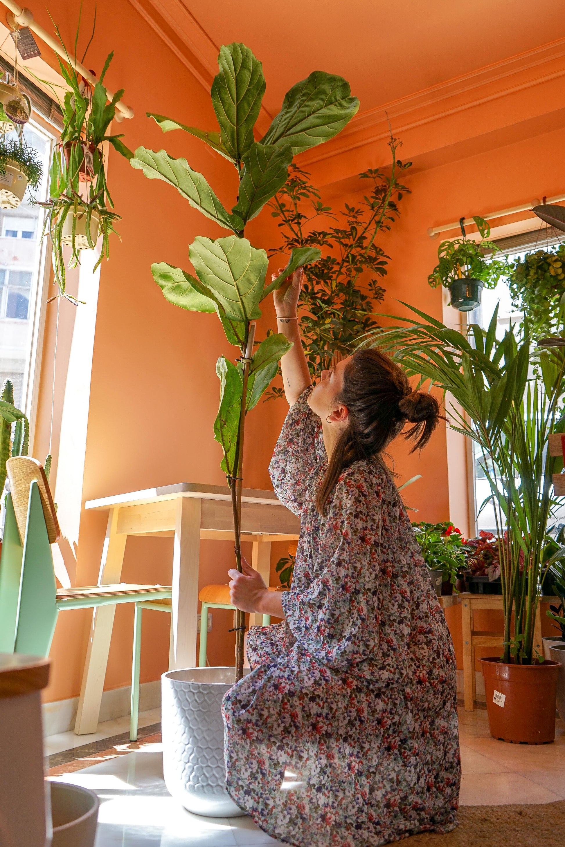 Ficus Lyrata, da loja de plantas e arquitetura paisagista, curae