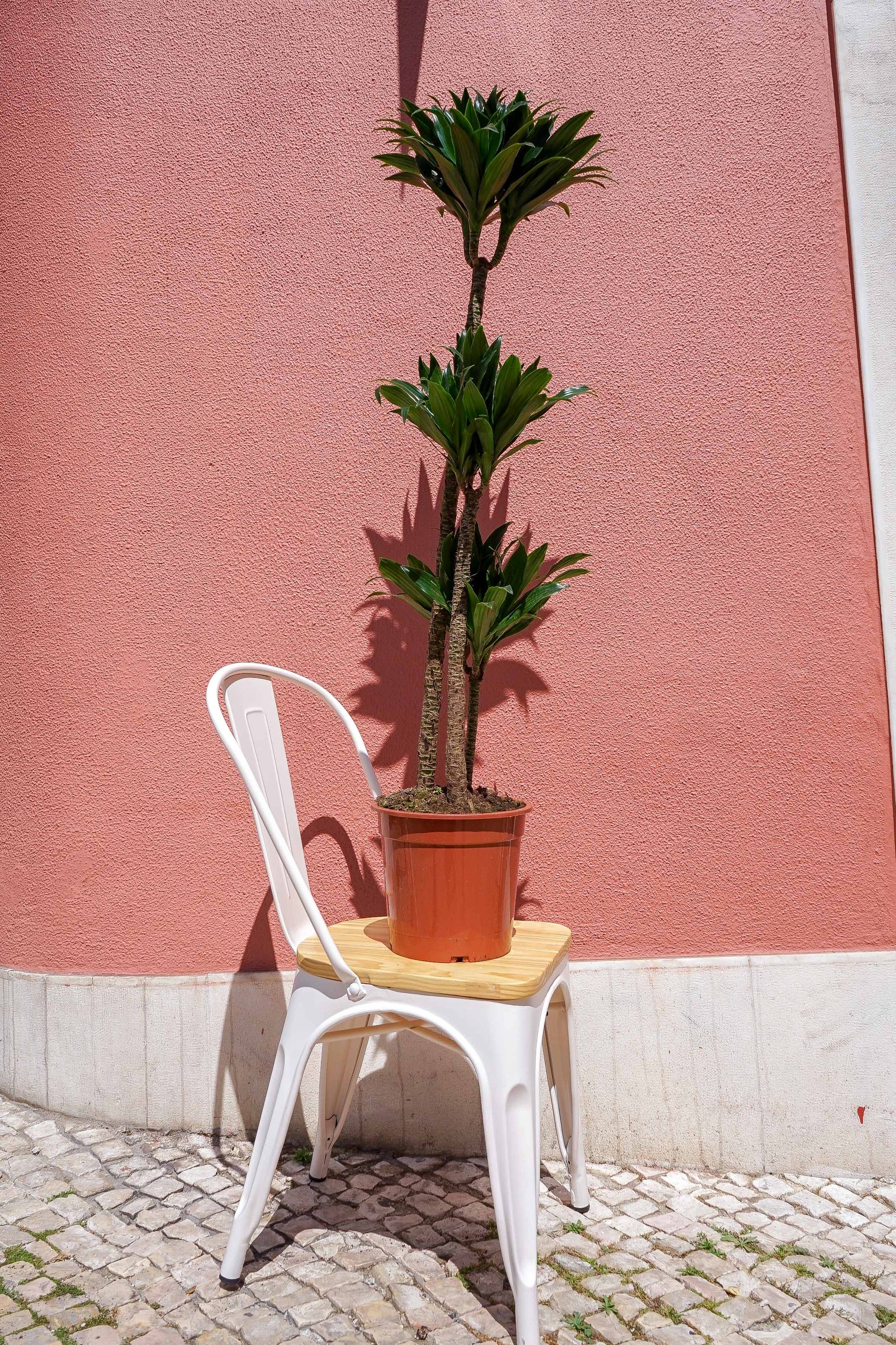 planta dracaena compacta Dracaena Compacta