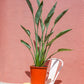 Planta da madeira, stretlitzia Reginae, plantas de exterior, adequada para varandas e logradouros, da loja de plantas online curae