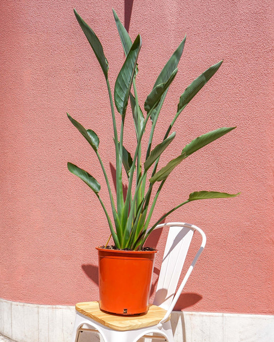 Planta da madeira, stretlitzia Reginae, plantas de exterior, adequada para varandas e logradouros, da loja de plantas online curae