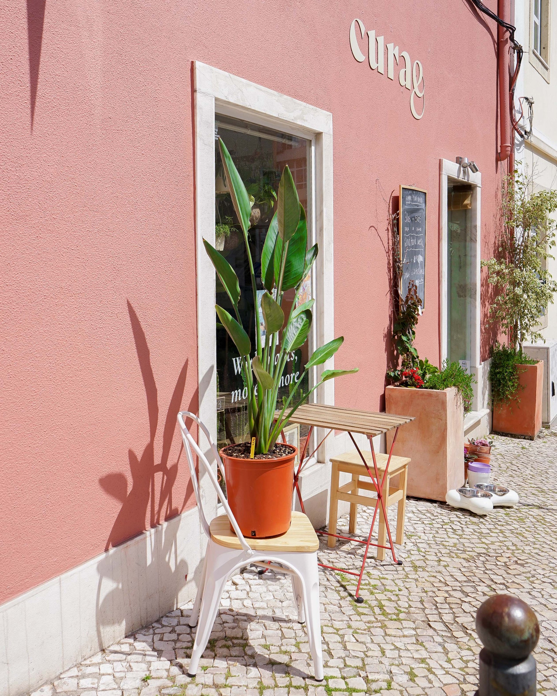 Planta da madeira, stretlitzia Reginae, plantas de exterior, adequada para varandas e logradouros, da loja de plantas online curae