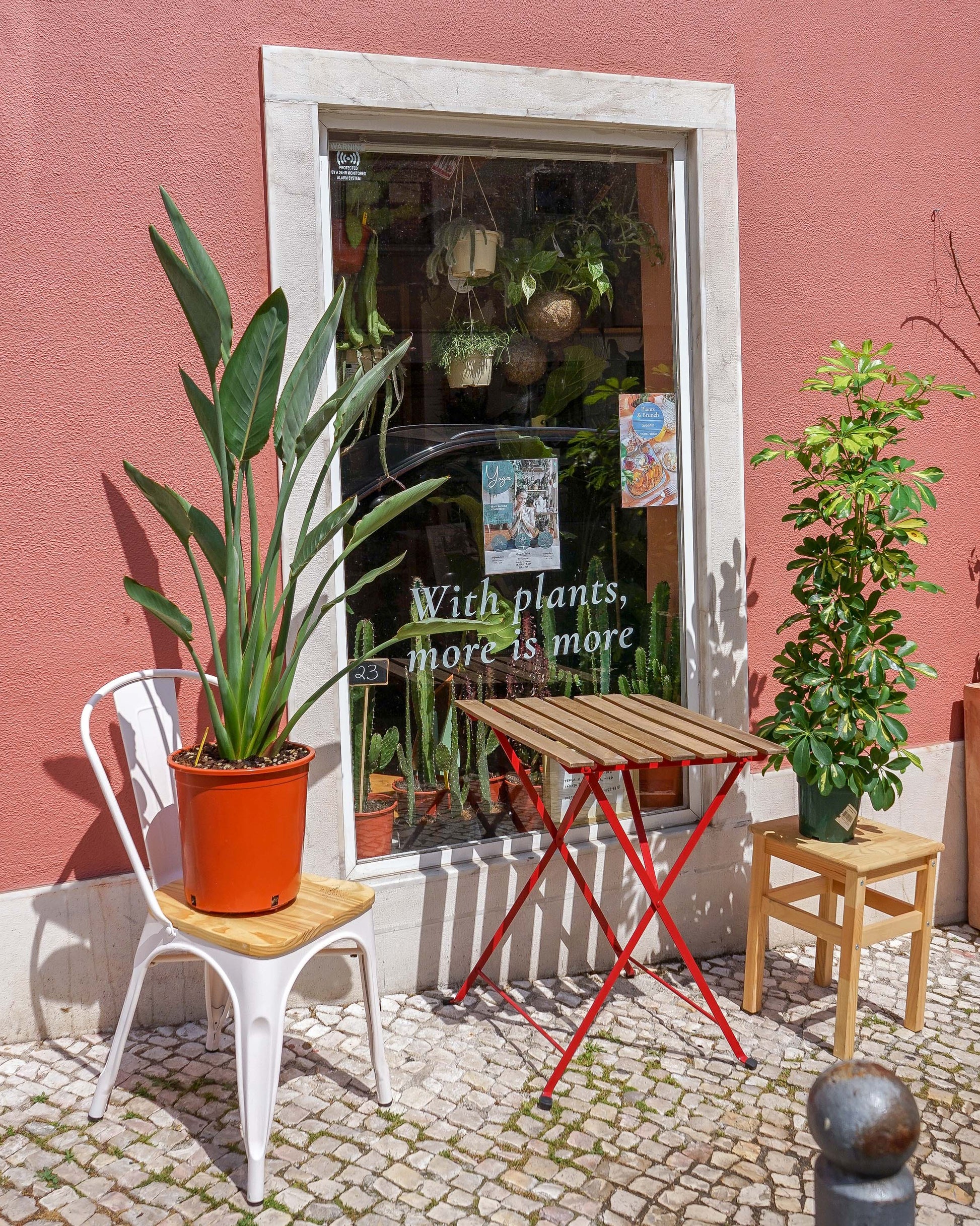 Planta da madeira, stretlitzia Reginae, plantas de exterior, adequada para varandas e logradouros, da loja de plantas online curae