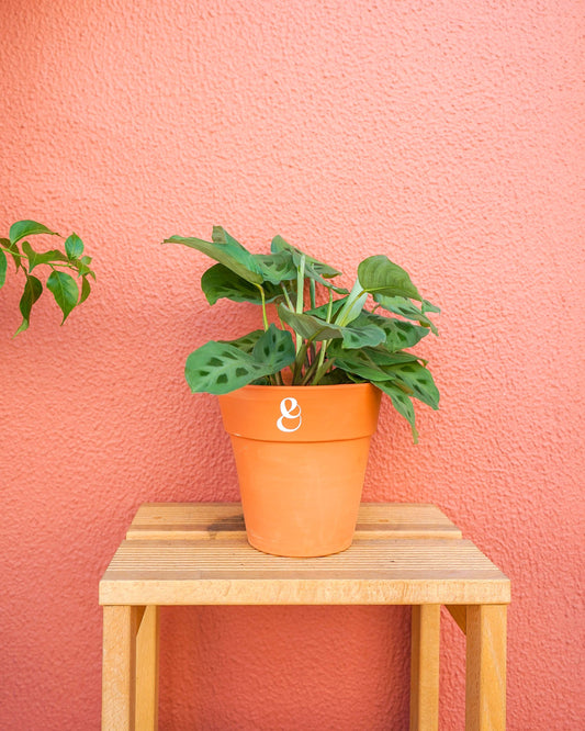 planta maranta kerchoveana em vaso de barro, da loja de plantas online curae