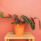 planta maranta leuconeura fascinator em vaso de barro, da loja de plantas online curae