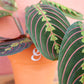 planta maranta leuconeura fascinator em vaso de barro, da loja de plantas online curae