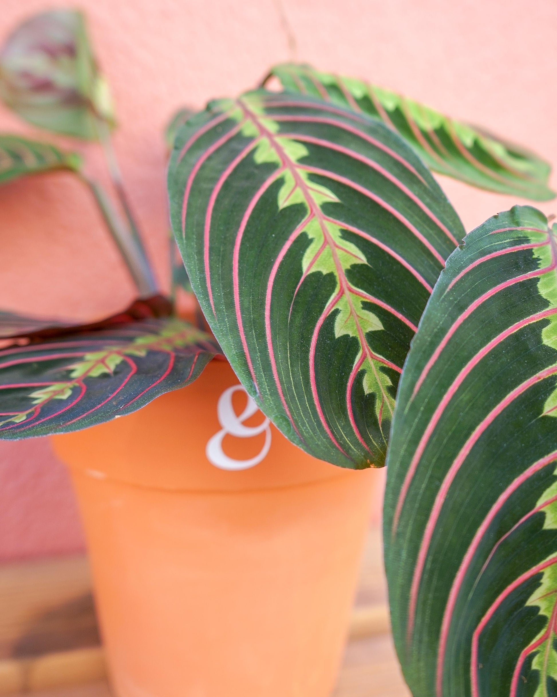 planta maranta leuconeura fascinator em vaso de barro, da loja de plantas online curae