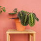 viplant oeiras
