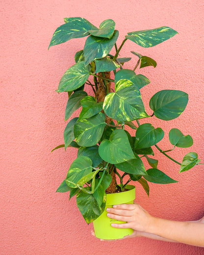 planta de interior, epipremnum aureum com tutor, da empresa especializada em garden design e plant styling, curae