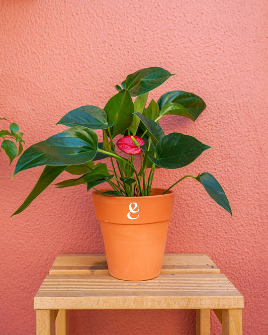 anturio vermelho em vaso de barro da loja de plantas online curae