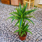 dracaena lemon lime, planta de interior, da empresa especializada em paisagismo e design de interiores, curae