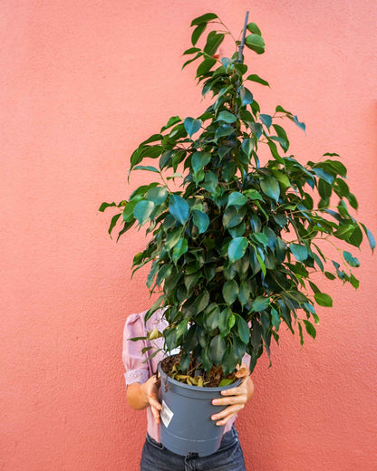 planta de interior, ficus Benjamina, da empresa especializada em garden design e plant styling, curae