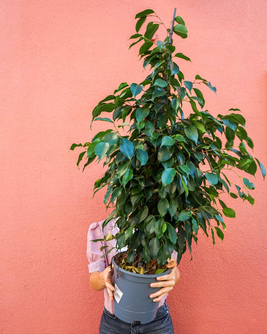 planta de interior, ficus Benjamina, da empresa especializada em garden design e plant styling, curae