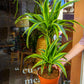dracaena fragans, planta de interior, da empresa especializada em paisagismo e design de interiores, curae