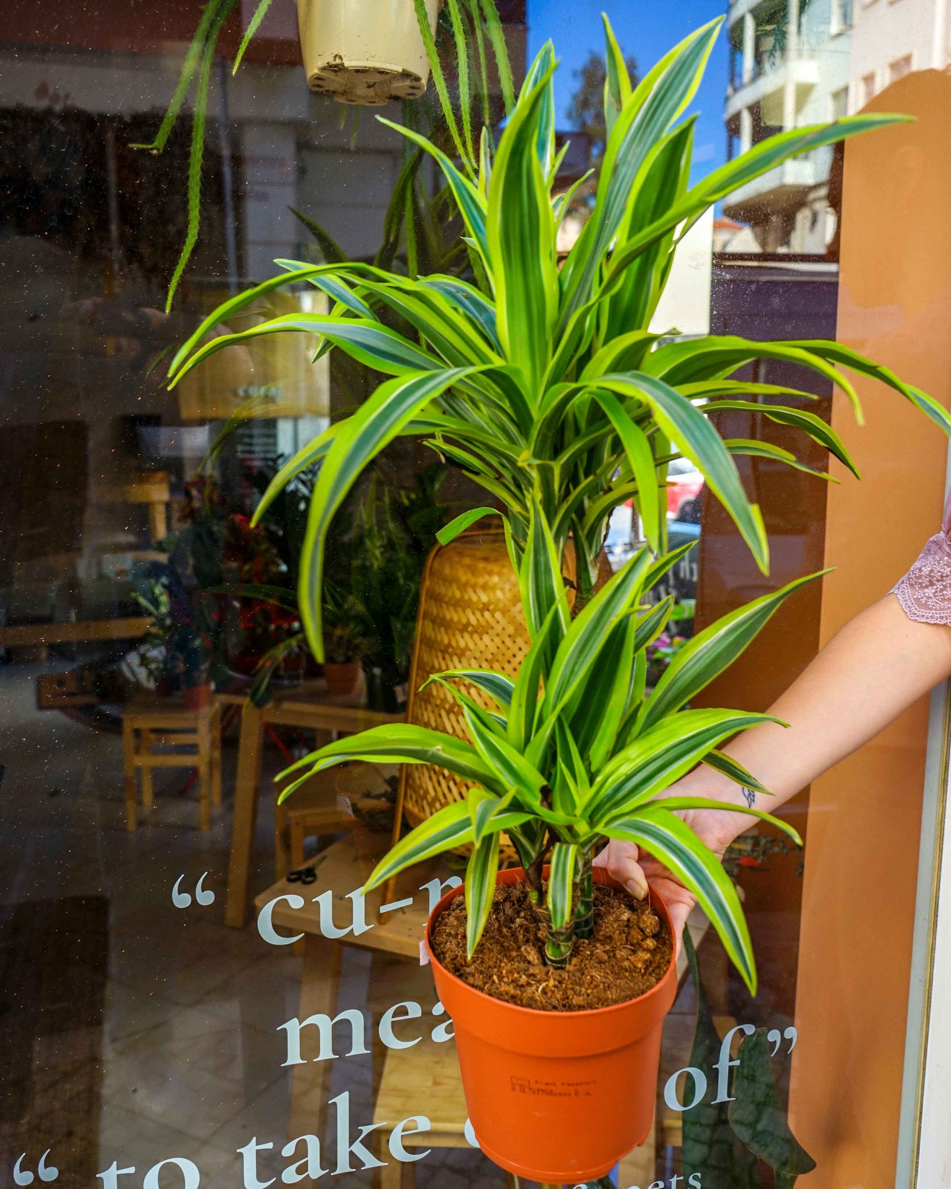 dracaena fragans, planta de interior, da empresa especializada em paisagismo e design de interiores, curae