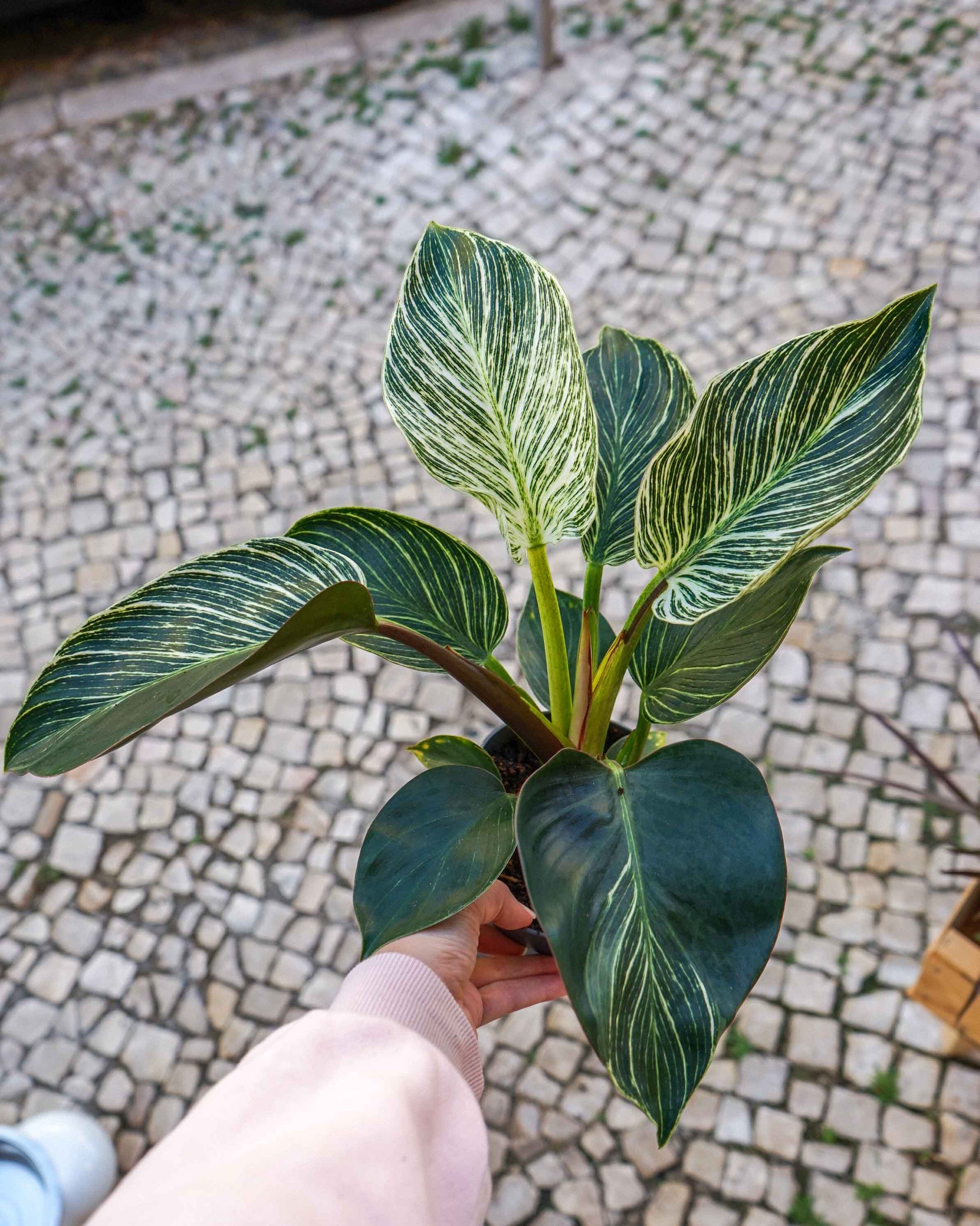 philodendron white measure, uma planta rara, em vaso de barro, da empresa especializada em garden design e plant styling, curae