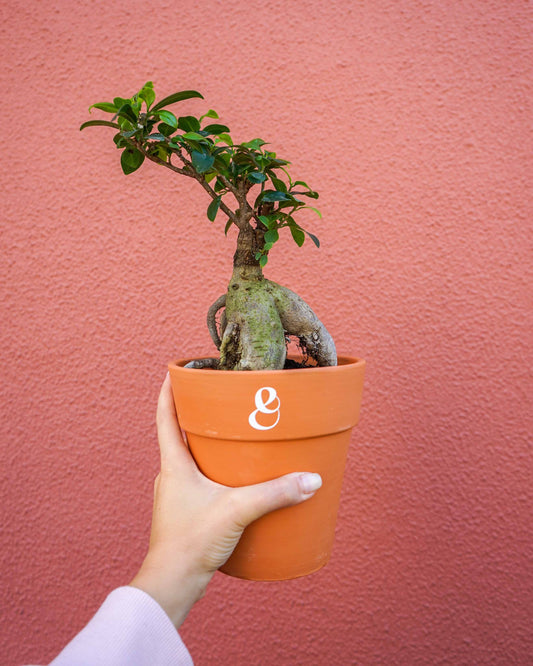 ficus ginseng em vaso de barro, da loja de plantas online, curae