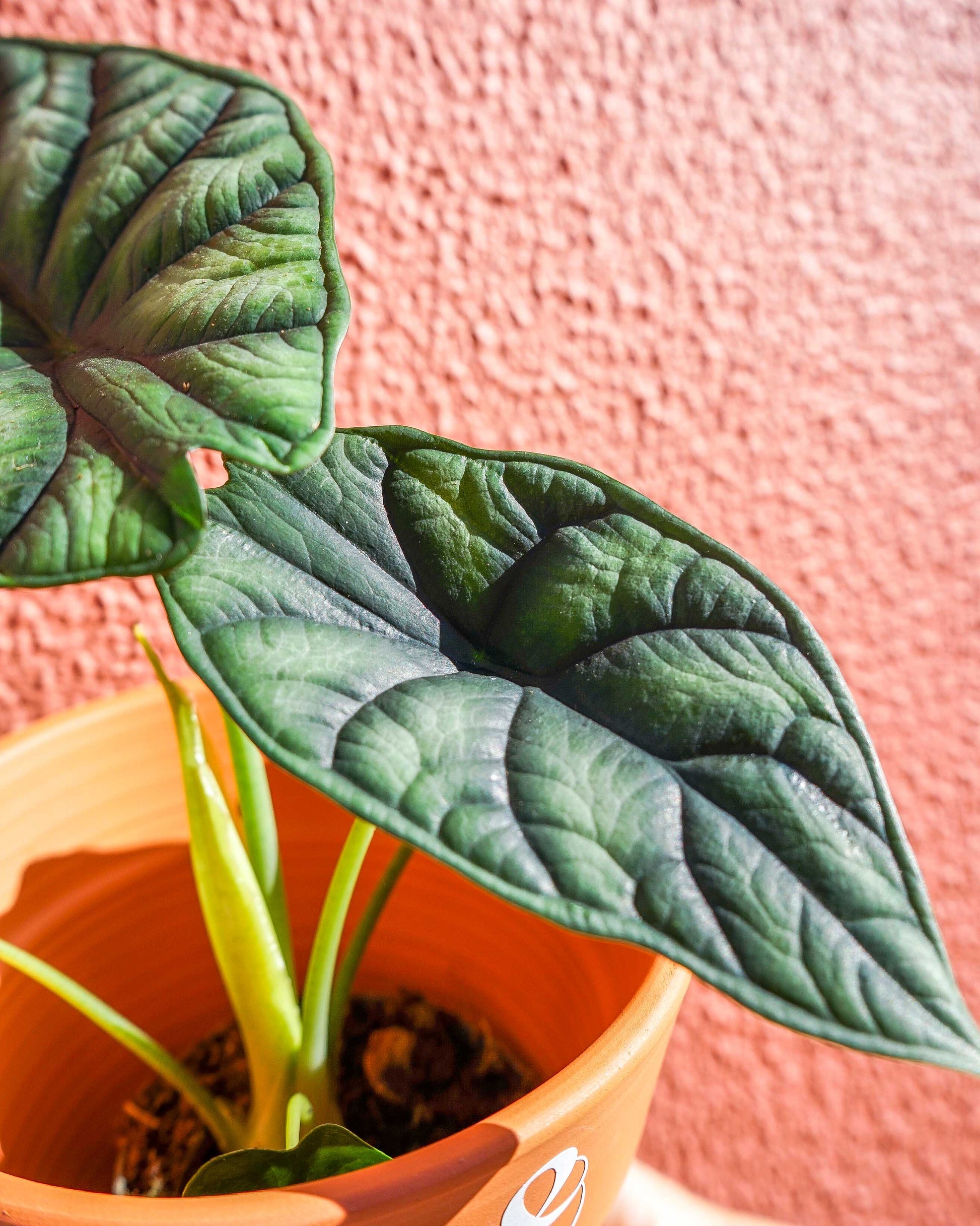 alocasia dragon scale em vaso de barro da loja de plantas online curae