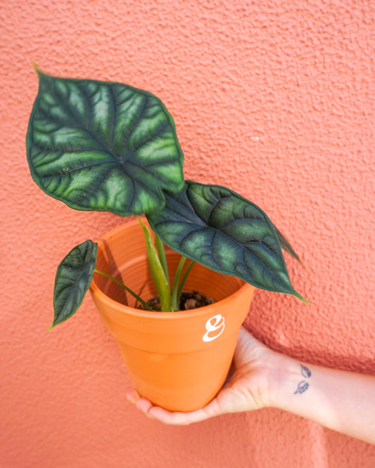 alocasia dragon scale em vaso de barro da loja de plantas online curae