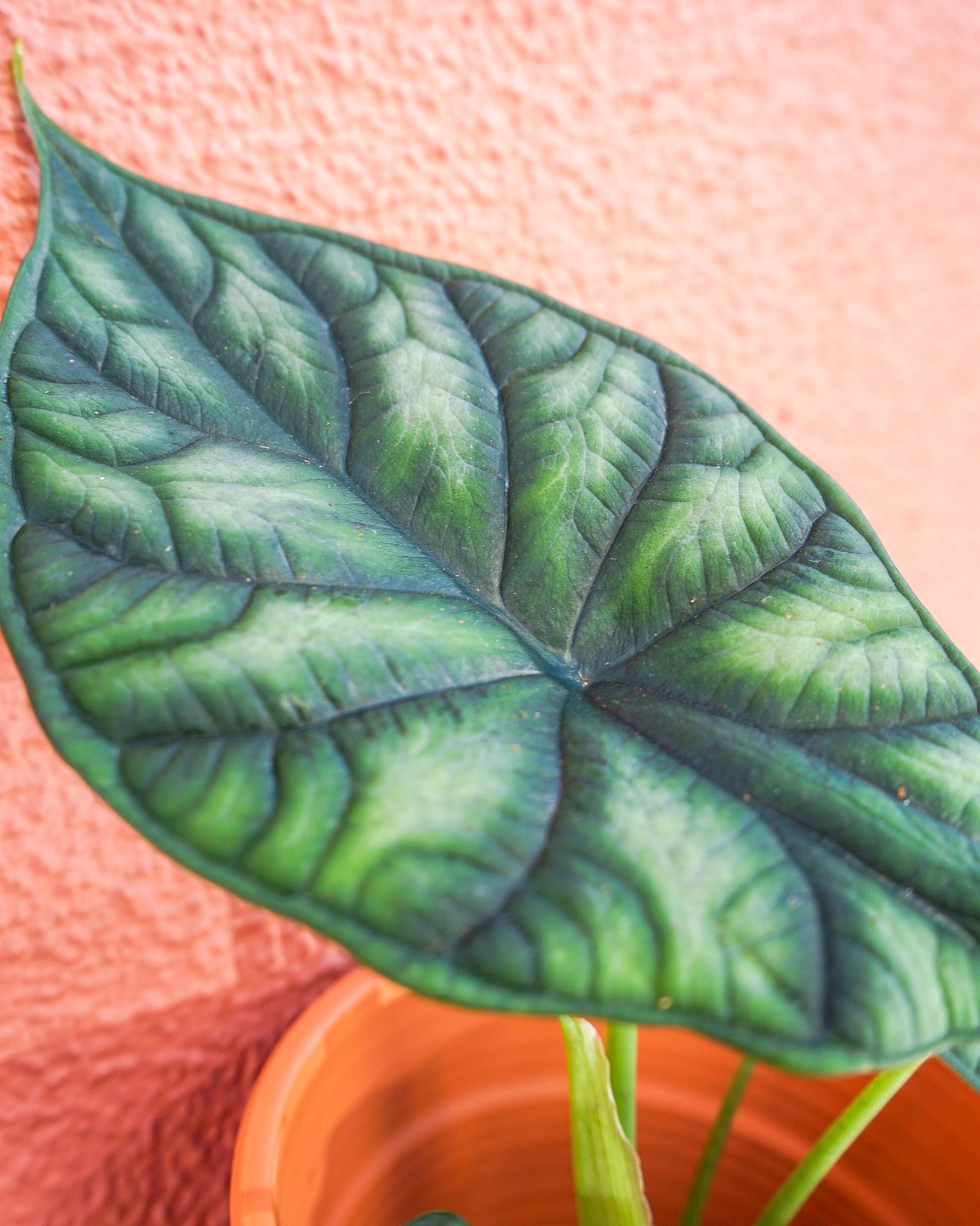 alocasia dragon scale em vaso de barro da loja de plantas online curae