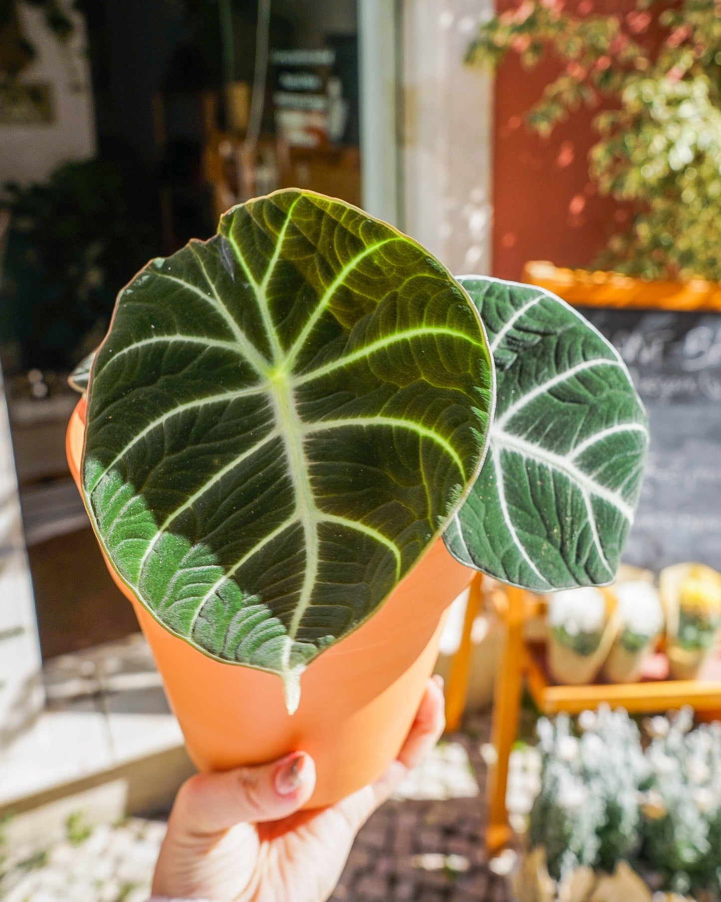 alocasia black velvet em vaso de barro da loja de plantas online curae