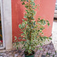 ficus-benjamina