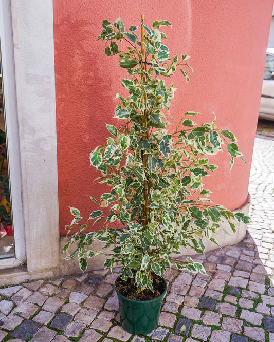 ficus-benjamina