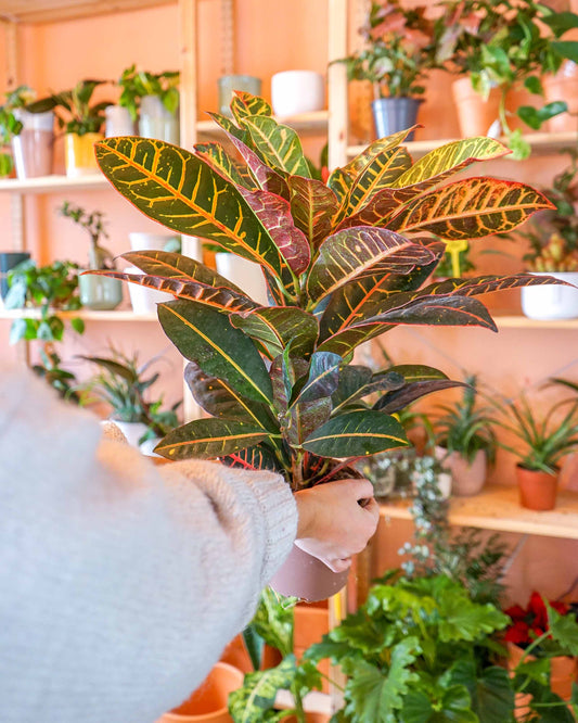 croton, planta codiaeum, planta de interior, da empresa especializada em paisagismo e design de interiores, curae