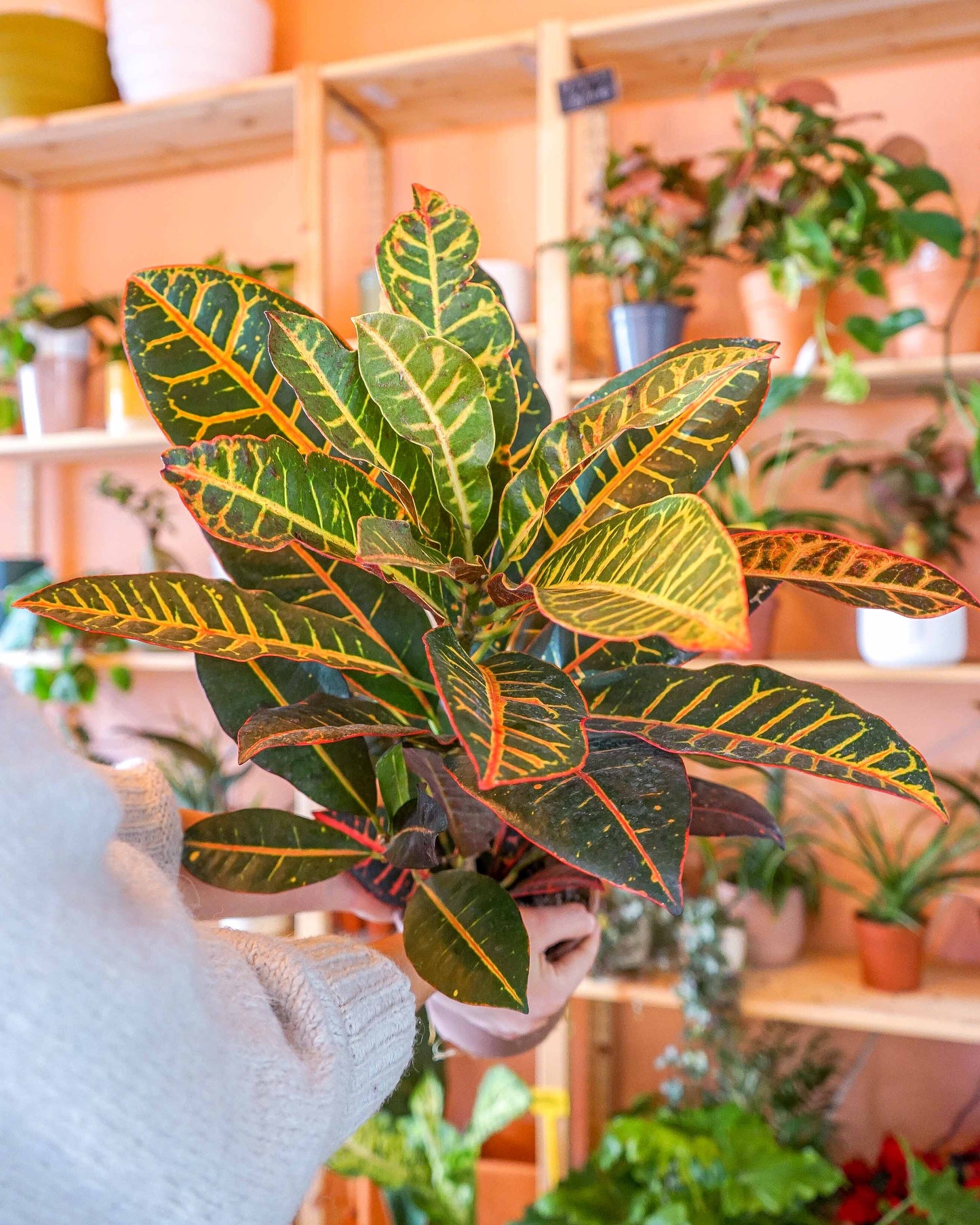 croton, planta codiaeum, planta de interior, da empresa especializada em paisagismo e design de interiores, curae