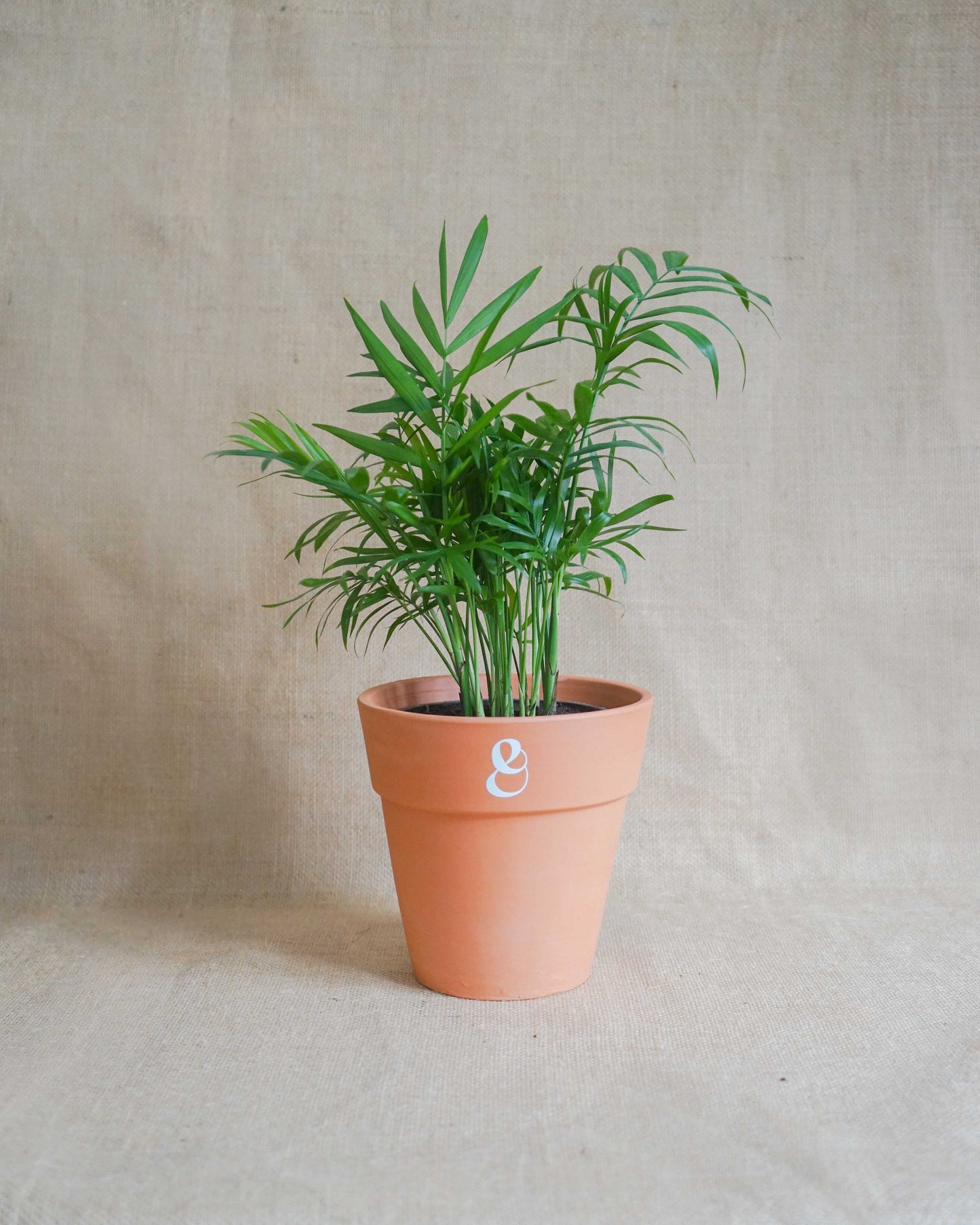 conjunto de plantas pet friendly, plantas amigas dos animais, feto, peperomia, palmeira, da loja de plantas curae