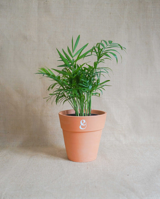 Palmeira Areca, uma chamaedorea elegans, em vaso de barro da loja de plantas online curae