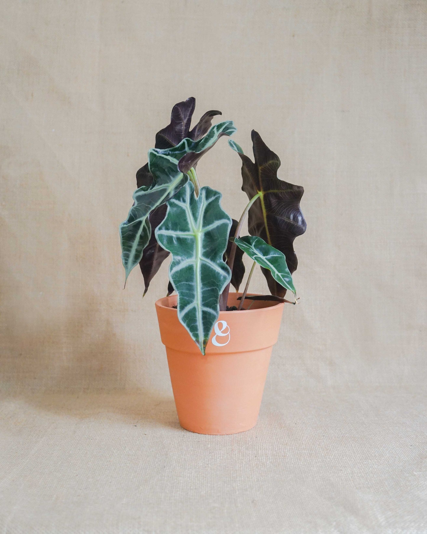 alocasia polly em vaso de barro da loja de plantas online curae